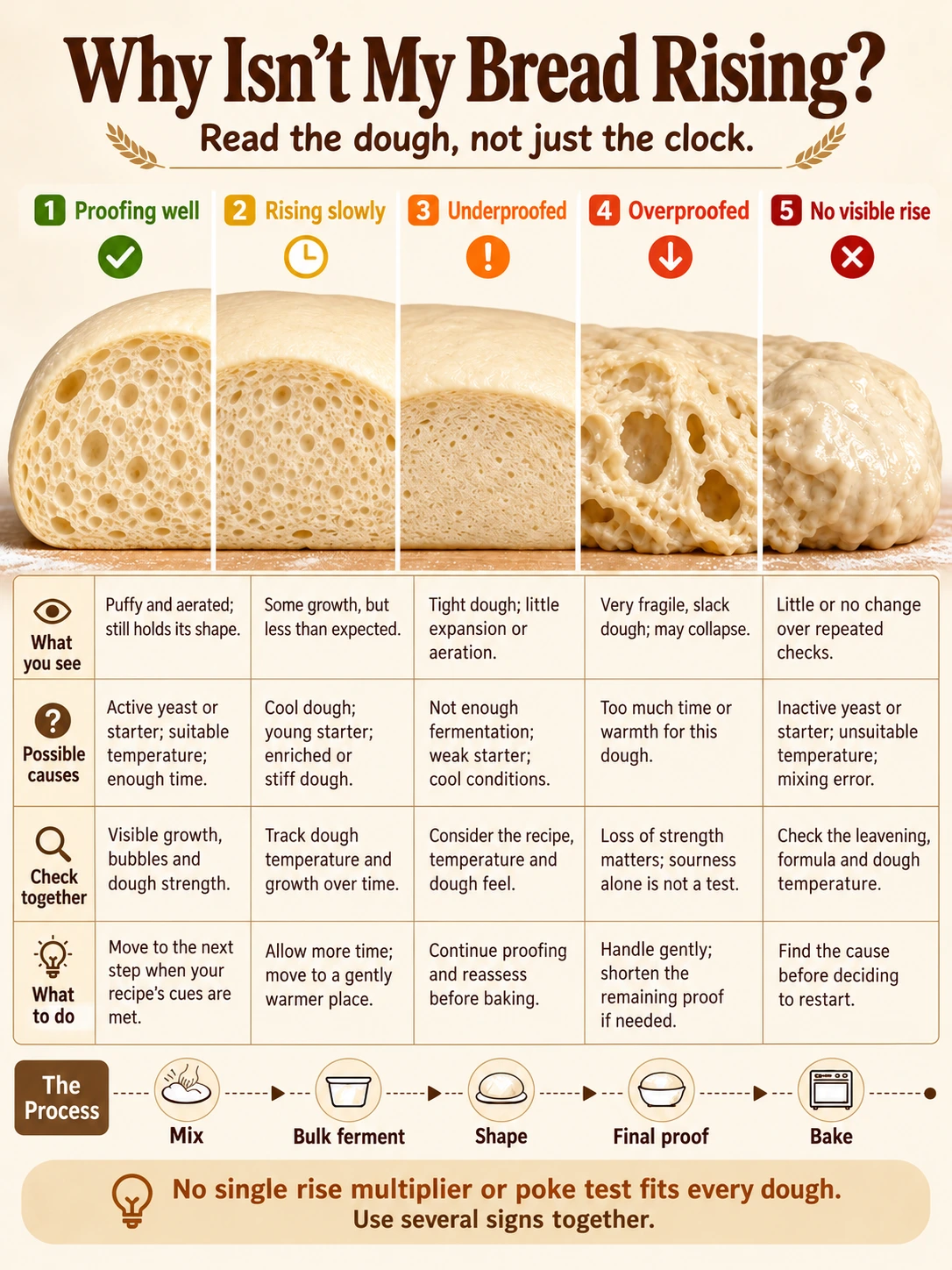 Bread fermentation guide with five states: developing well, slow fermentation, underproofed, overproofed, and no observable rise. The text guide follows below.
