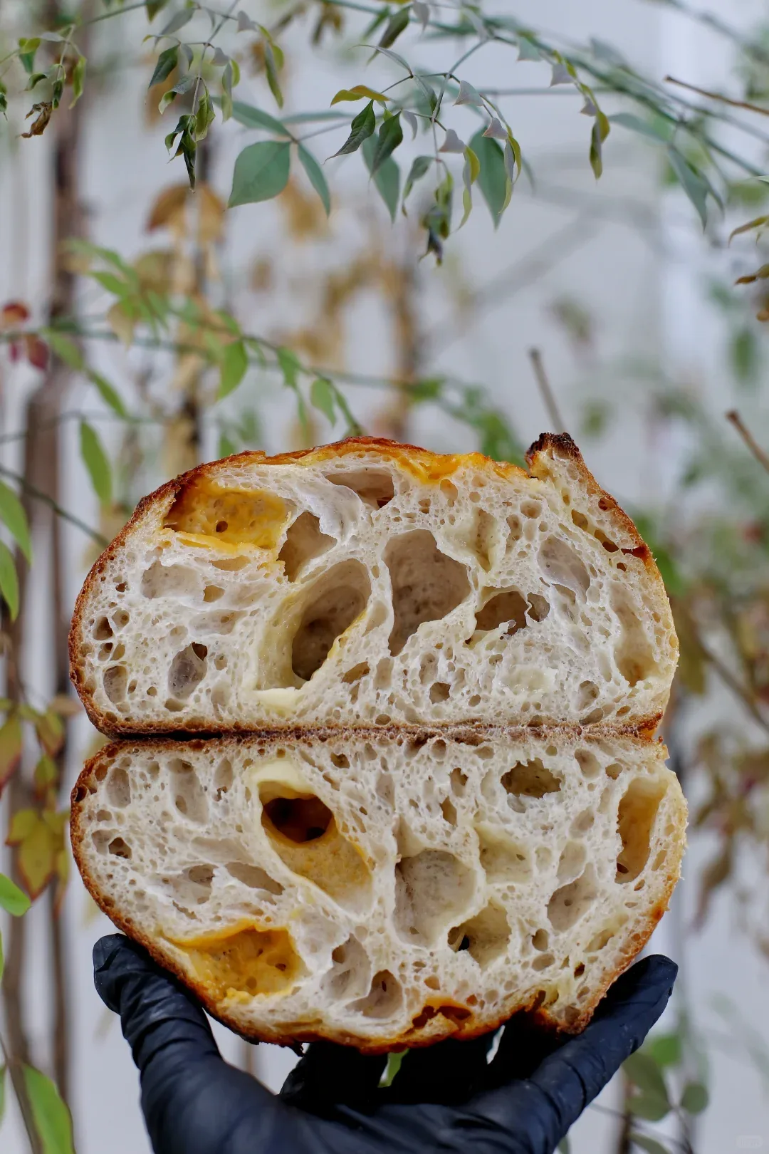 Two stacked loaf halves with large, irregular air pockets and golden pieces, held in front of leafy branches.